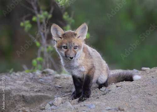 Red fox kit (Vulpes vulpes) coming out of its den deep in the forest in early spring in Canada © Jim Cumming