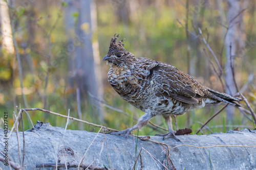 ruffed grouse (Bonasa umbellus) portrait in spring