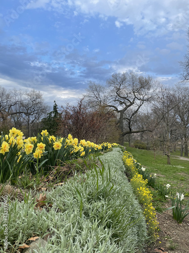 Photography Vertical shot of daffodils in High Park - recreational and natural park in Toron
