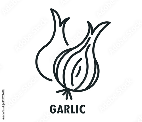 Garlic in flat style. Garlic vector logo. Garlic icon. Isolated object. Vegetable from the garden. Organic food. Vector illustration. Garlic on white background