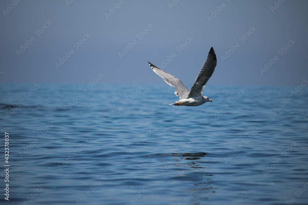 Larus bird flying in the sea