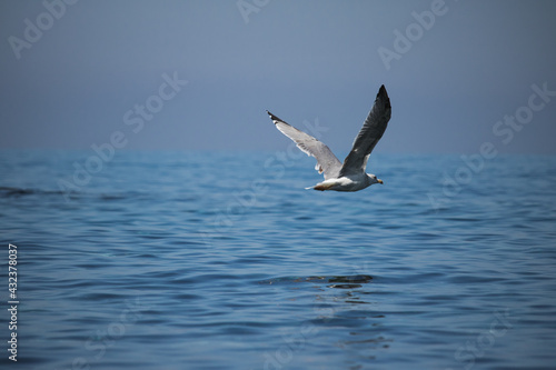 Larus bird flying in the sea © Aissa Haffar