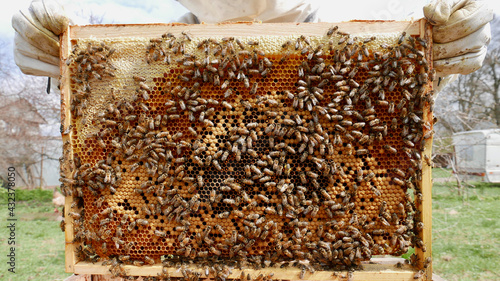 Spring hive inspection,