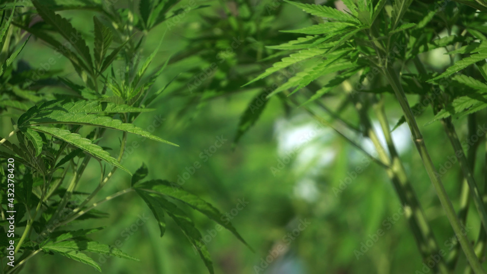 Marijuana cannabis legalized farm close up shot Marijuana cannabis legalized farm close up shot
