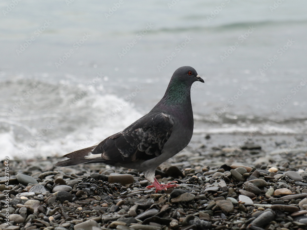 Lone pigeon on the pebble beach on fresh air Lone pigeon on the pebble beach on fresh air