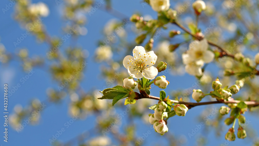 Cherry branch with flowers and buds against the blue sky, on a sunny spring day, close-up. Cherry blossoms. Cherry branch with flowers and buds against the blue sky, on a sunny spring day, close-up. Cherry blossoms.