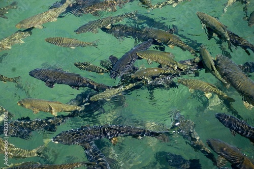 A lot of big fish in blue water