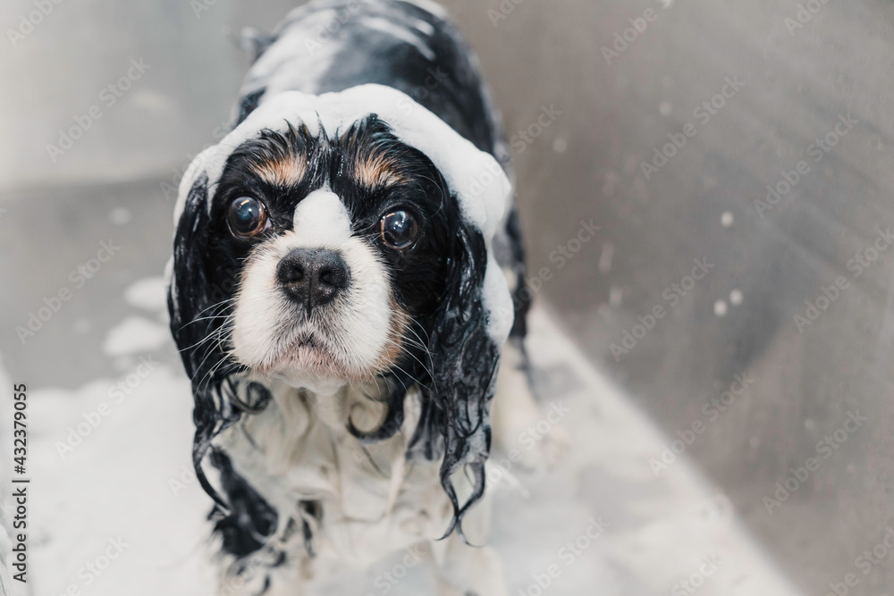 Big eyes cavalier king spaniel dog at groomers with foam shampoo and  conditioner on his head in a bathtub waiting for the shower. Selective  focus. Stock Photo | Adobe Stock