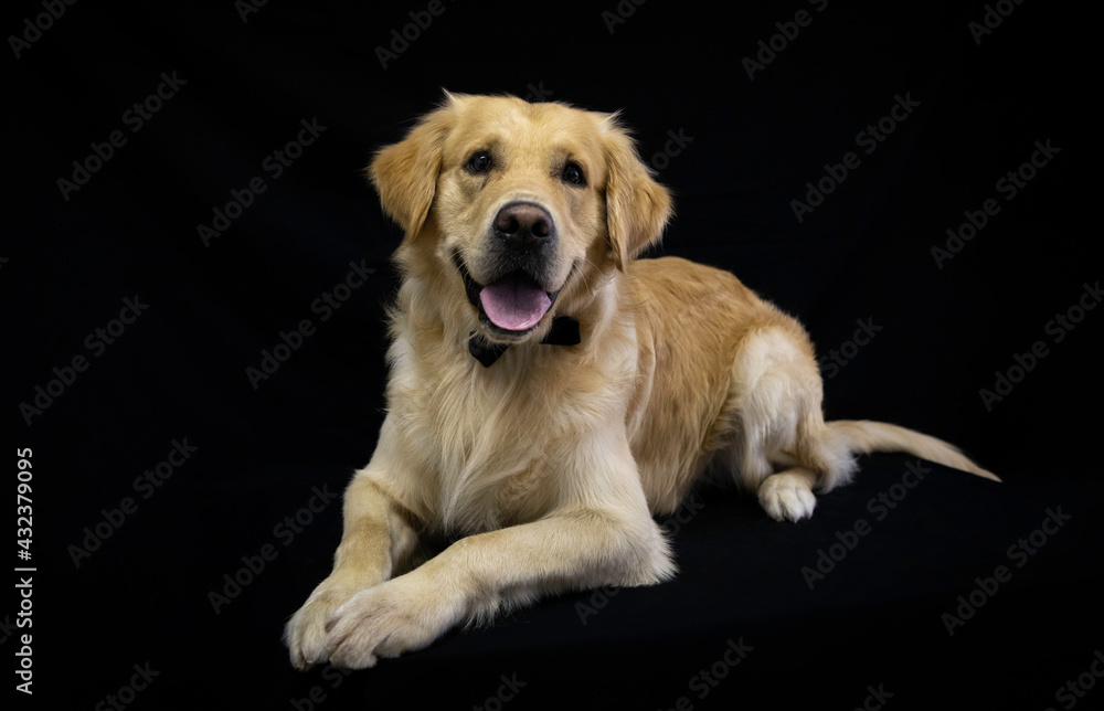 Cute smiling golden retriever dog laying pretty, black bow tie around his neck. Black studio background. Selective focus.