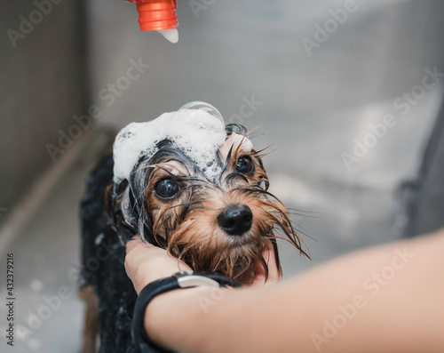 Woman's hand, groomer, pouring shampoo and foam on small cute dog with big eyes. Selective focus.