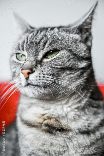 close up of a cat looking up © Marcus Beckert