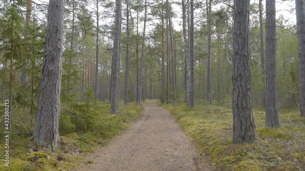 The road in the middle of the pine trees in the forest on a landscape view in Estonia The road in the middle of the pine trees in the forest on a landscape view in Estonia