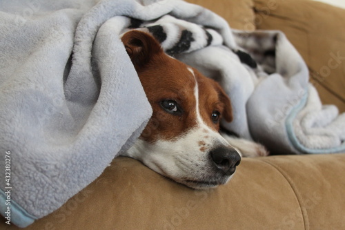 dog under blanket on couch © MethodicalVP