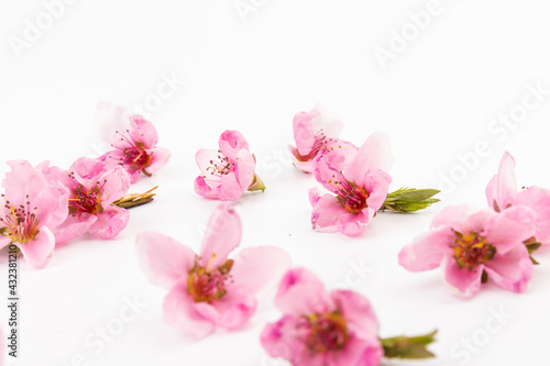 Peach flowers, isolated on white background.