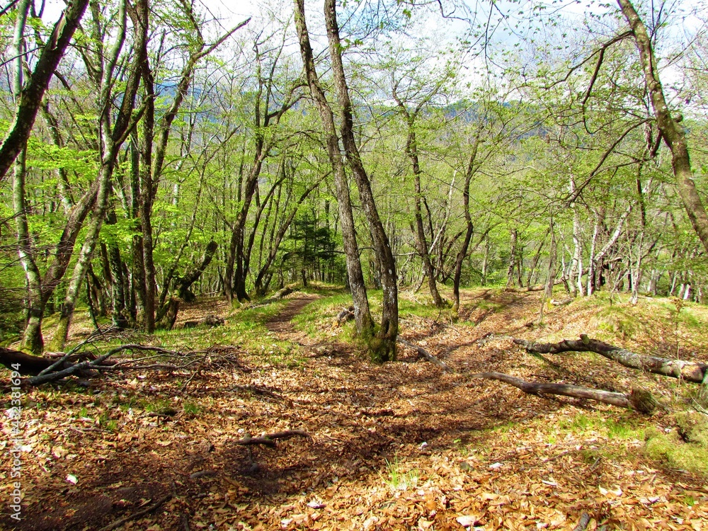 European hop hornbeam forest in bright green spring foliage