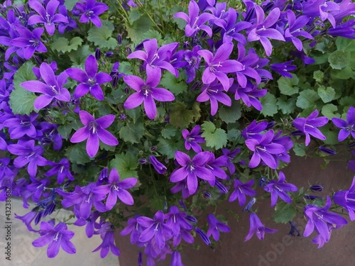 Perenne violet flowers. Lithospermum diffusum photo