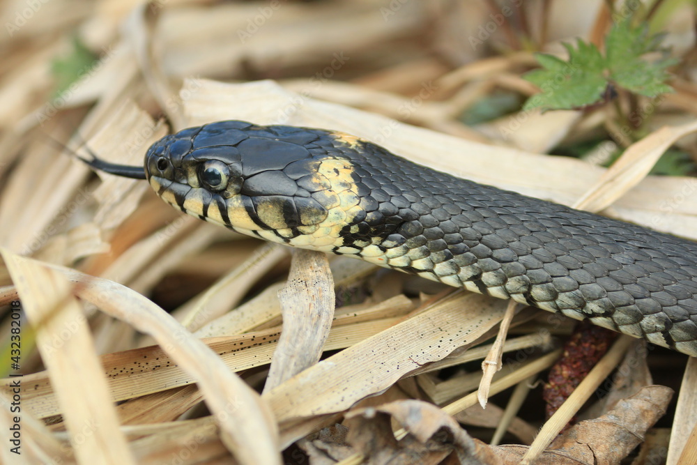 Natrix natrix or grass snake.
Close-up of a snake with its tongue hanging out in dry grass outdoors in spring. Natrix natrix or grass snake.
Close-up of a snake with its tongue hanging out in dry grass outdoors in spring.