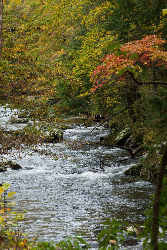 Stream flowing through fall leaves