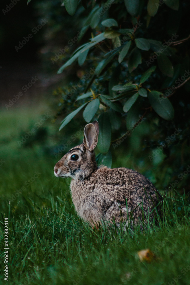 Obraz premium Cute wild rabbit