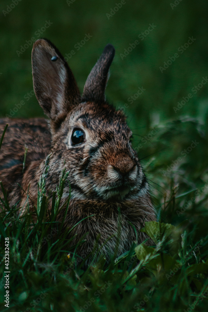 Fototapeta premium Cute wild bunny