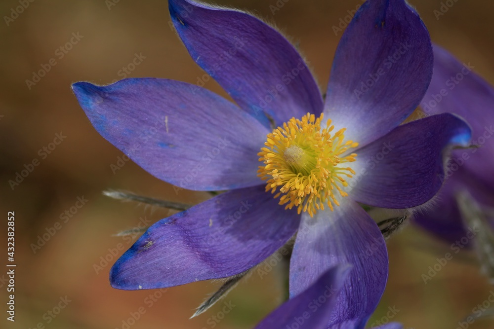 Pulsatilla patens, eastern pasqueflower, spreading anemone. Purple pasqueflower head with yellow stamen close-up in sunlight outdoors in springtime. Spring purple flower in nature. 