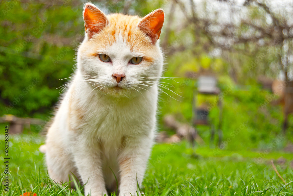 Red homeless cat close up. Dirty abandoned cat on a background of green grass.