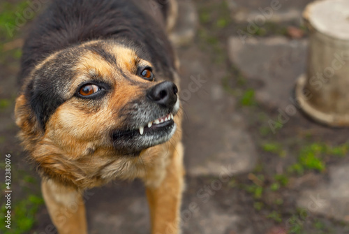 Angry yard dog close up. The dog growls and shows fangs on a background of green grass.