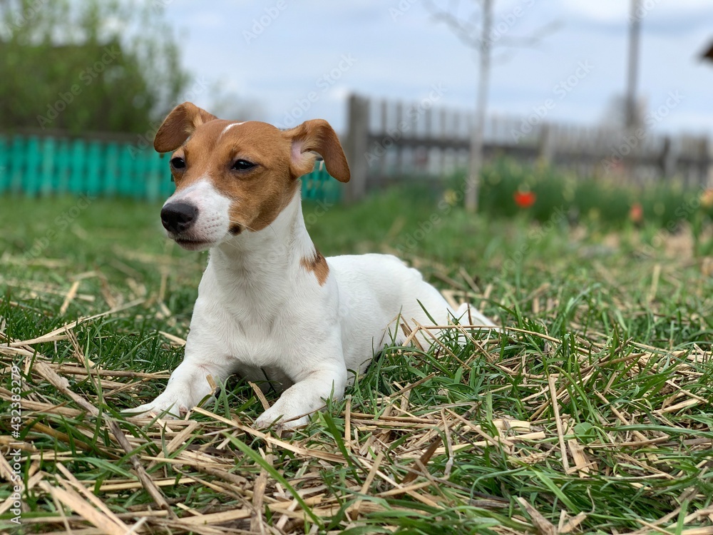 Jack russell terrier dog lies on the grass. Jack russell terrier dog lies on the grass.
