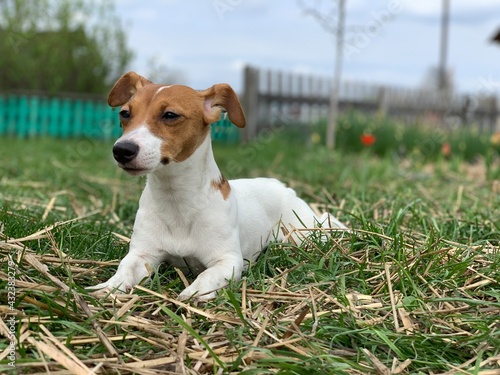 Jack russell terrier dog lies on the grass.