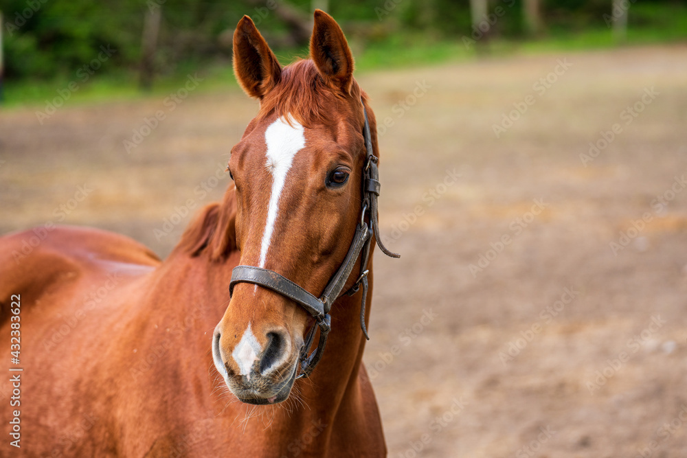 Horse head of a brown horse