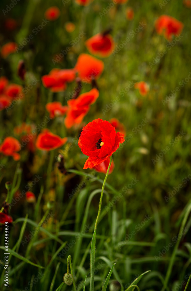 field with blooming red poppies field with blooming red poppies