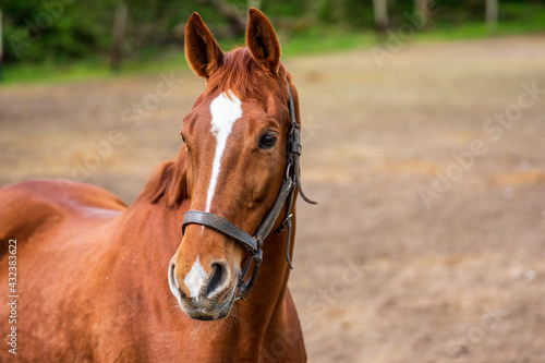 Horse head of a brown horse