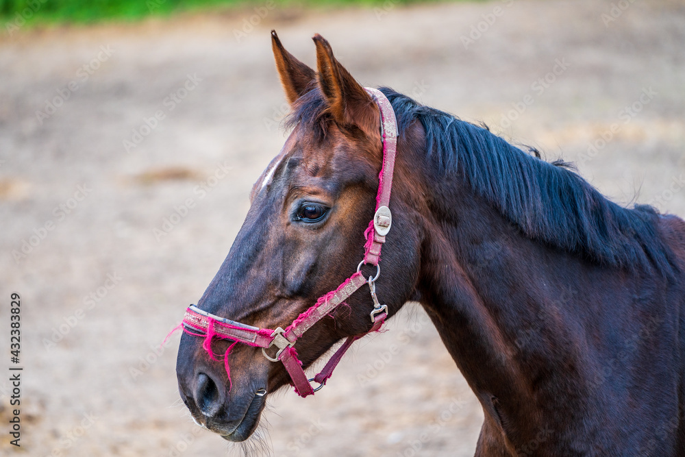 Obraz premium Horse head of a brown horse