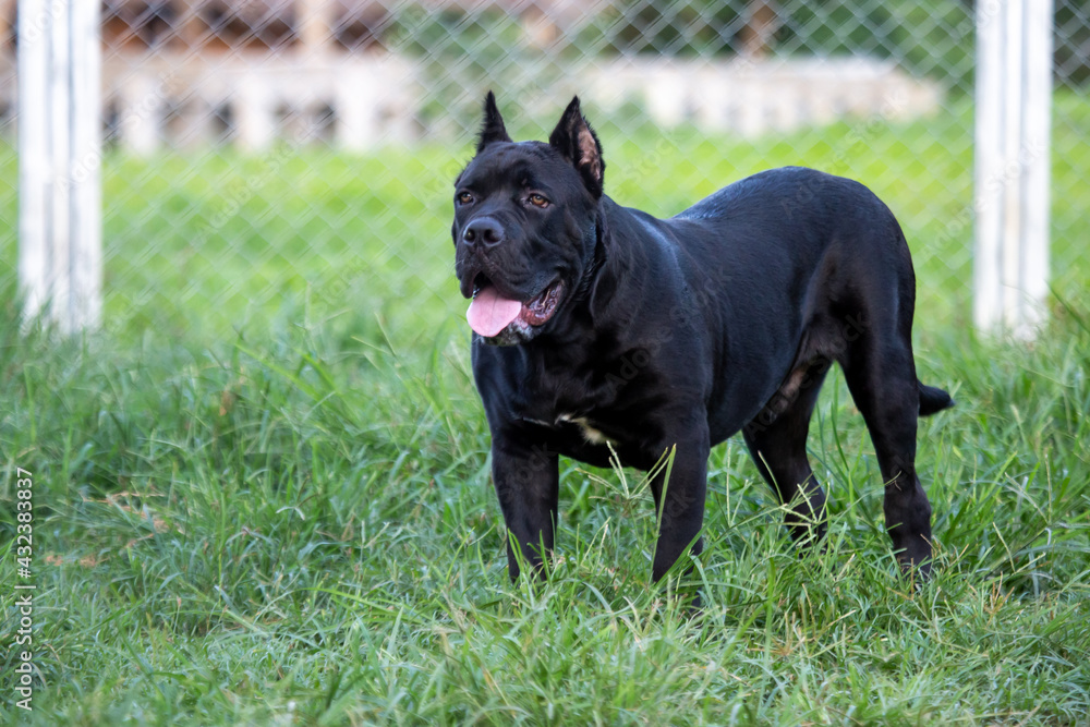 The American Pitbull Terrier is a beautiful, young, and adorable black dog in the grass, strong shape, black, like a black panther. The American Pitbull Terrier is a beautiful, young, and adorable black dog in the grass, strong shape, black, like a black panther.