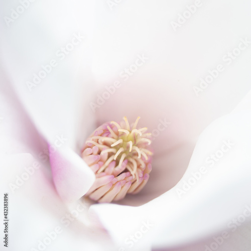 Magnolia flower blossom, macro view zoom inside
