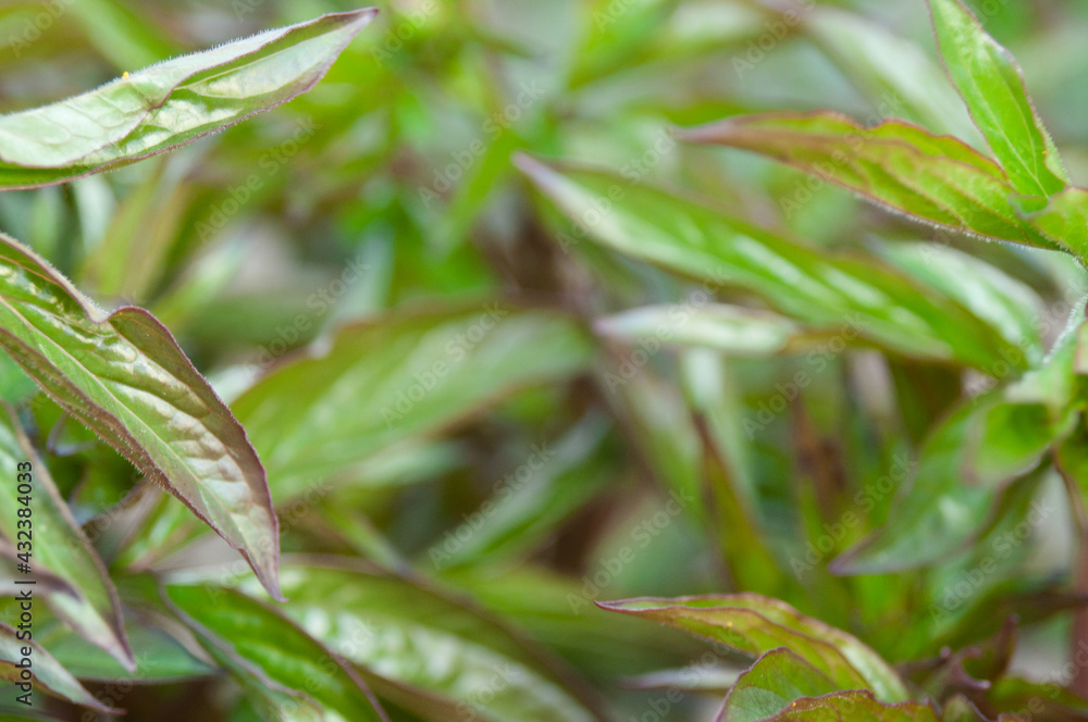 Leaves,foliage and green nature Leaves,foliage and green nature