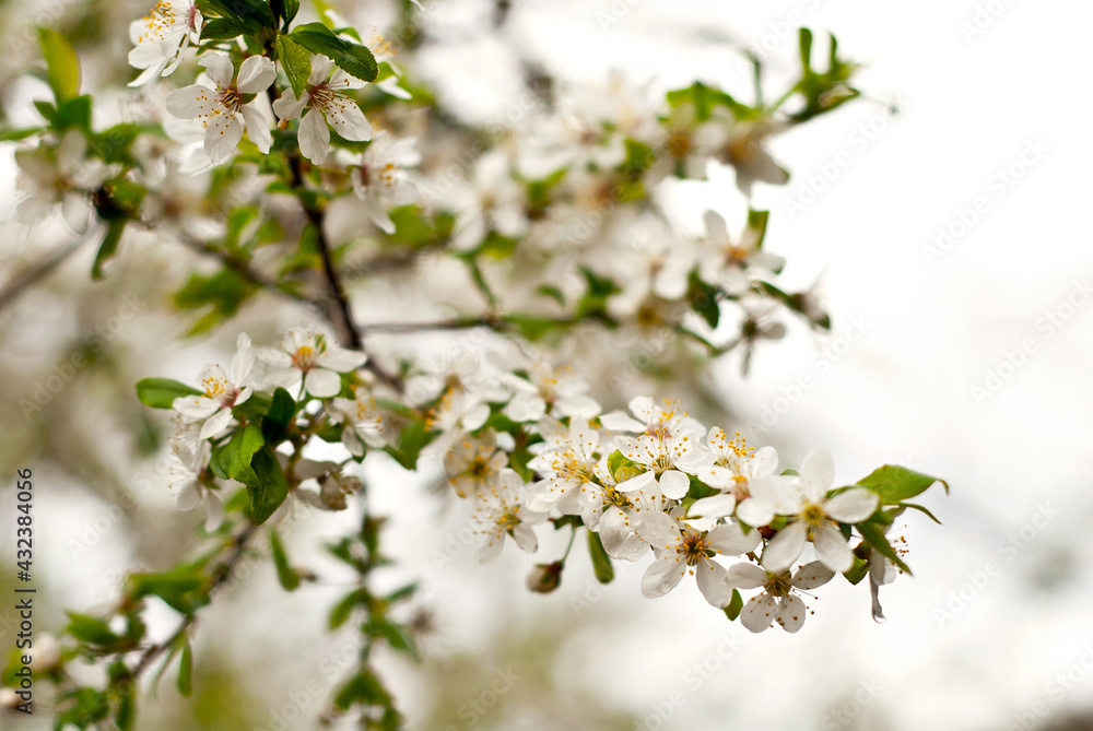 Little white flowers with green leaves. Trees are blooming on a background of blue sky. Cherry blossoms and apples.