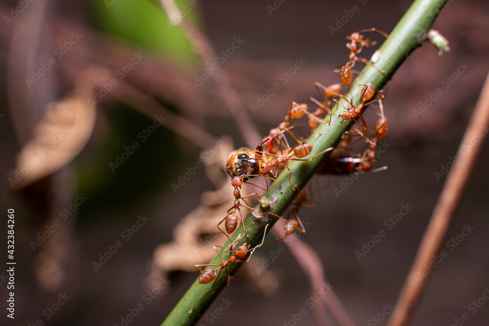 Ants work together to bring food back to the nest. Ants work together to bring food back to the nest.
