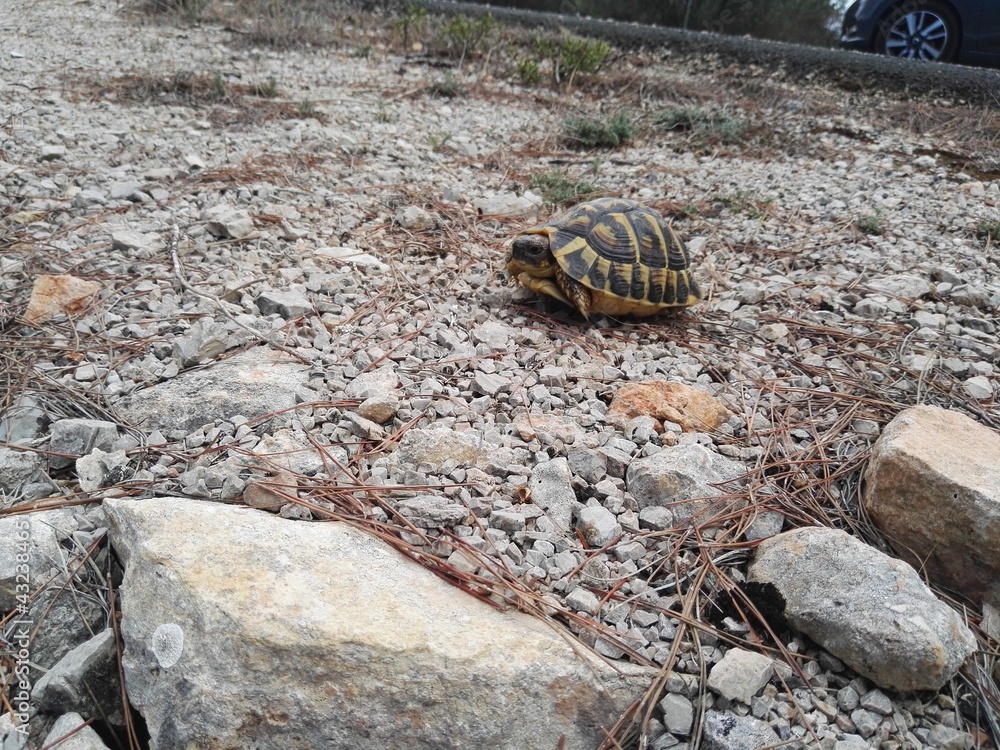 turtle turtle