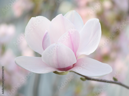 Magnolia flower blossom, macro view zoom inside