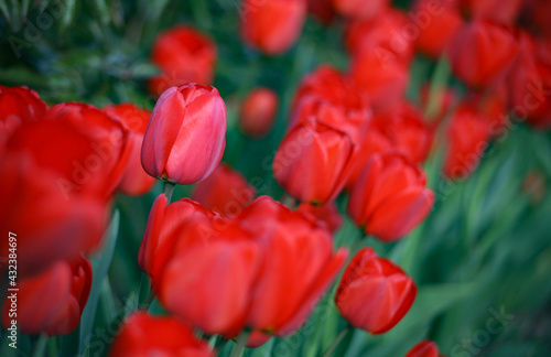 Bright red tulips in the field