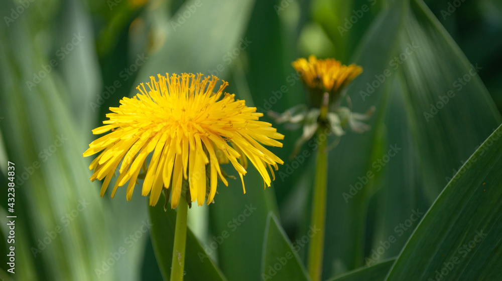Yellow dandelion flower with green leaves Yellow dandelion flower with green leaves