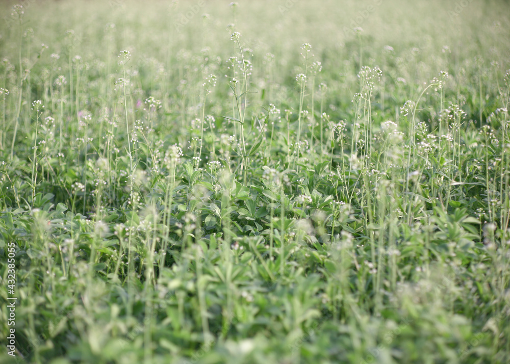 Texture young alfalfa. Grass field