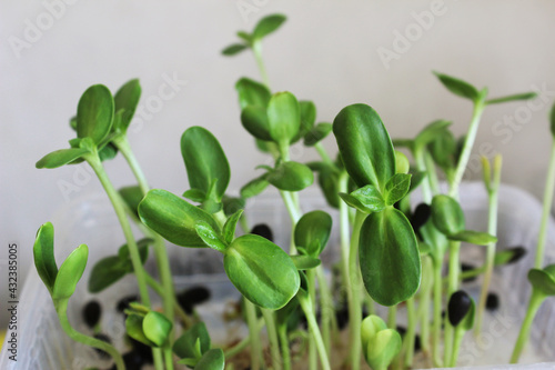 Sunflower microgreen. Seed Germination at home. Vegan and healthy eating concept. Young sprouts of a sunflower. 