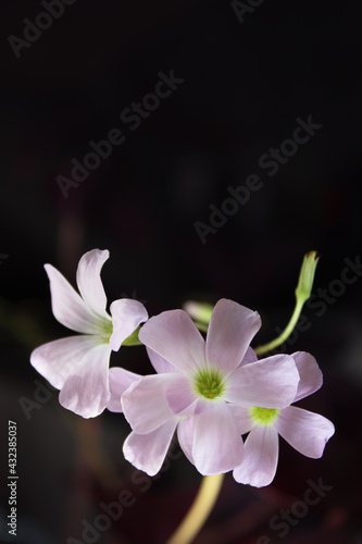 Oxalis violet indoor flower - oxalis triangularis. Butterfly-shaped leaves. Background for design, under the text.  © ligasveta