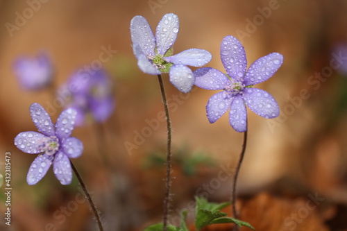 Leberblümchen