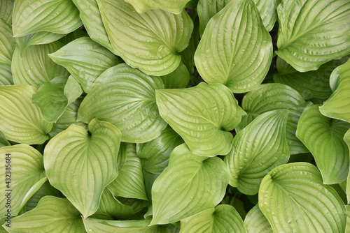 Hosta plantaginea au printemps