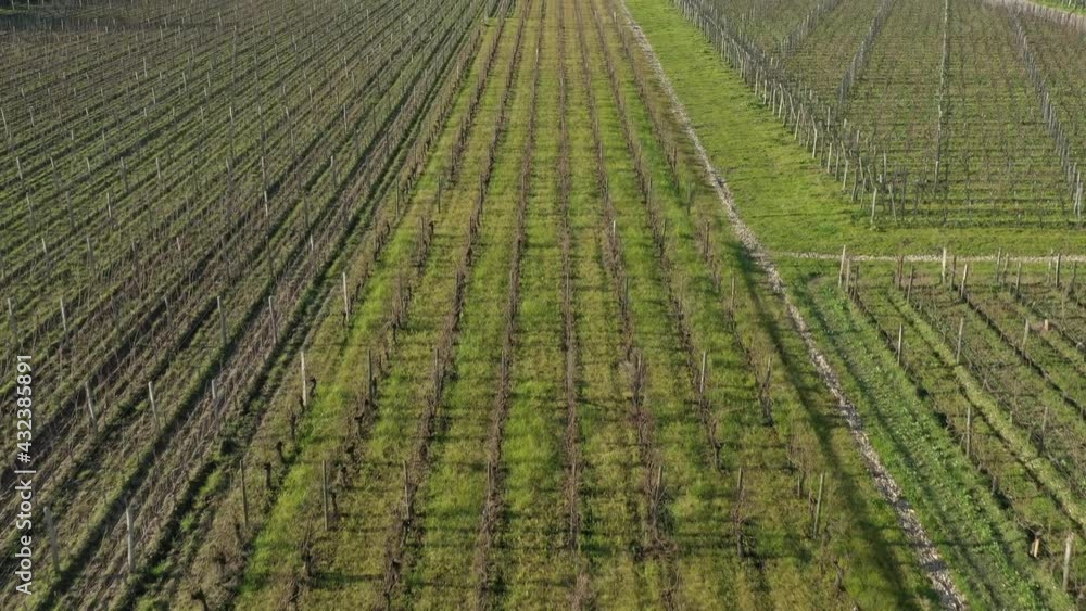 Grape vines growing in the Pomerol wine making commune in Nouvelle Aquitaine France, Aerial flyover tilt up shot Grape vines growing in the Pomerol wine making commune in Nouvelle Aquitaine France, Aerial flyover tilt up shot