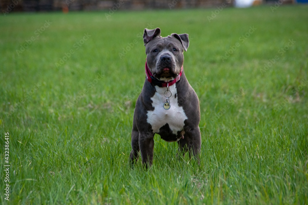 Blue American staffordshire terrier, amstaff, stafford pit bull big strong gray dog outdoor 