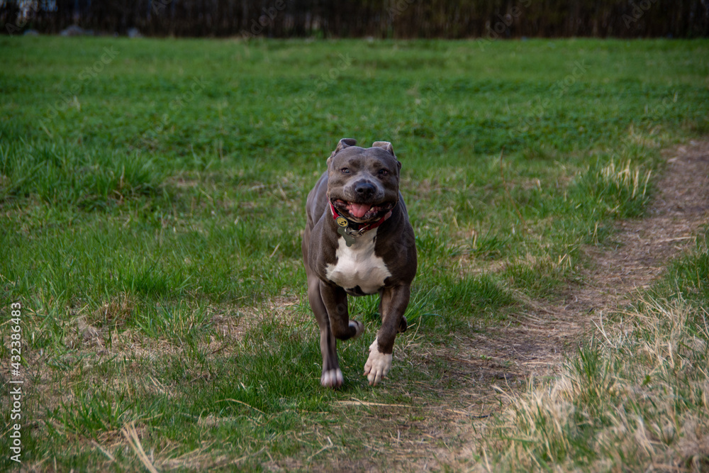 Blue American staffordshire terrier, amstaff, stafford pit bull big strong gray dog outdoor Blue American staffordshire terrier, amstaff, stafford pit bull big strong gray dog outdoor